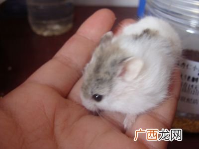 白色仓鼠是什么品种,仓鼠白熊和米熊哪个大点？