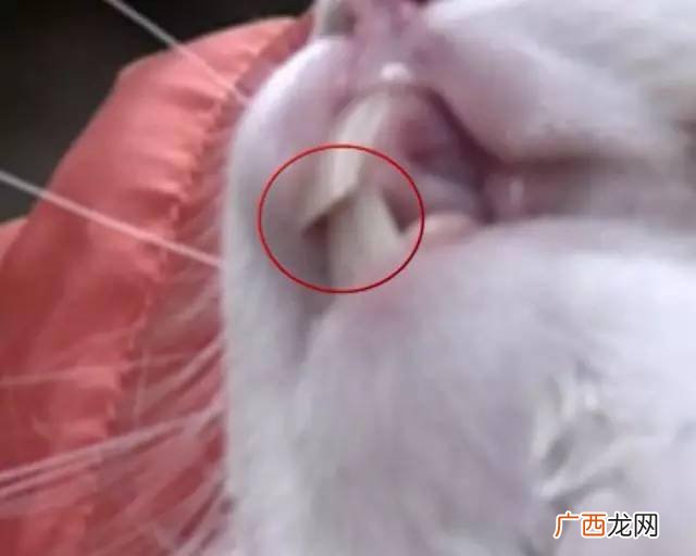 兔子会在什么情况下咬人,小兔子咬人疼吗？
