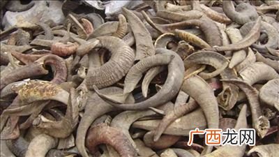 牛角的作用是什么,佩戴牛角吊坠的好处？