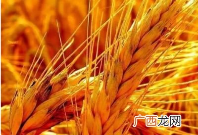 收麦子是几月份,麦子和稻子什么时侯收获？几月份？