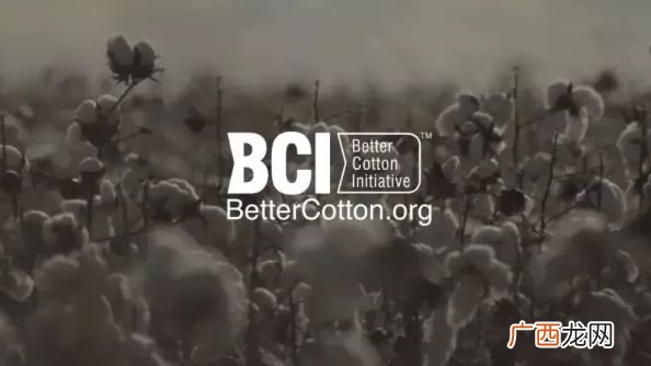 BCI是什么组织,什么是Bci？