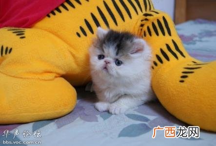 加菲猫要怎么养才对,加菲怎么养不生病？