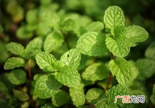 薄荷叶子什么味道,什么品种的薄荷凉味最浓？