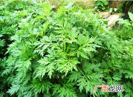 艾叶有几种,艾叶种类繁多有区别？