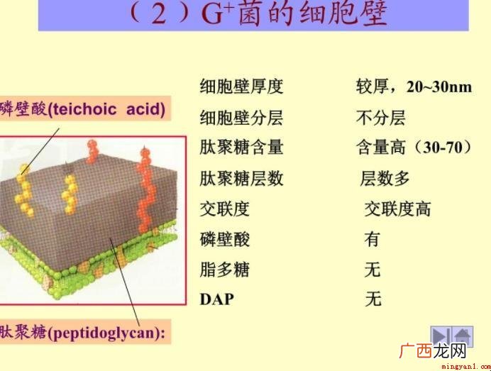 细菌细胞壁的主要成分是什么