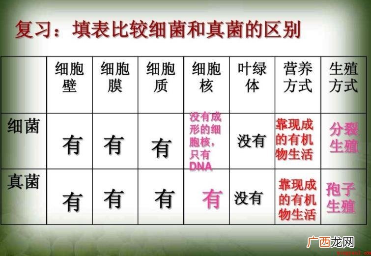 细菌和真菌的区别是啥? 细菌和真菌的区别是什么