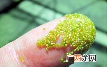 “最小”无根萍的绝招,哪种浮萍有倒刺？