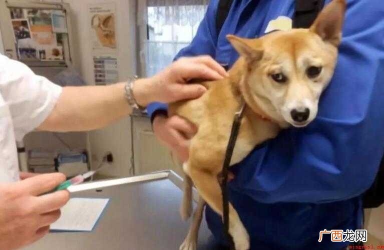 打完狂犬疫苗发病率是多少