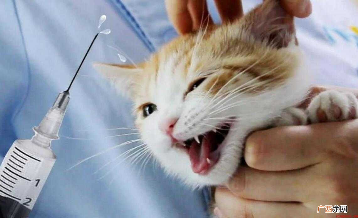 猫注射的猫用狂犬疫苗的有效期是多久