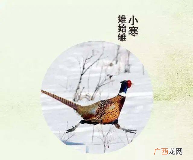 关关雉鸠什么意思,关关雎鸠这首诗的意思？