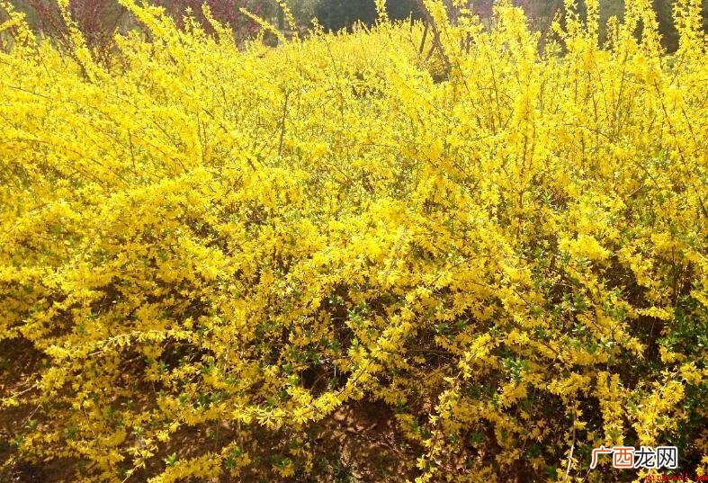 迎春花的喻意是什么_宠物频道 迎春花的寓意是什么