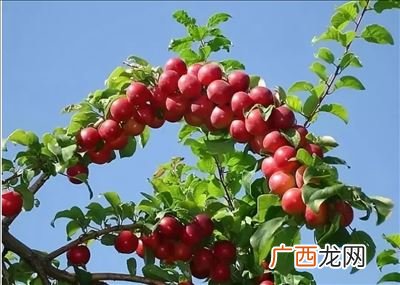 野酸梅什么时候成熟,七月份还有酸梅吗?