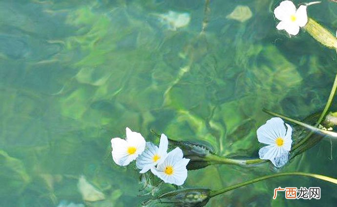 水性杨花什么意思,水性杨花指哪个生肖？