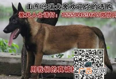 广西哪里有卖马的,马山名字的由来？