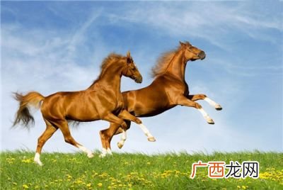 horse怎么读,cow的音标和horse音标一样吗？