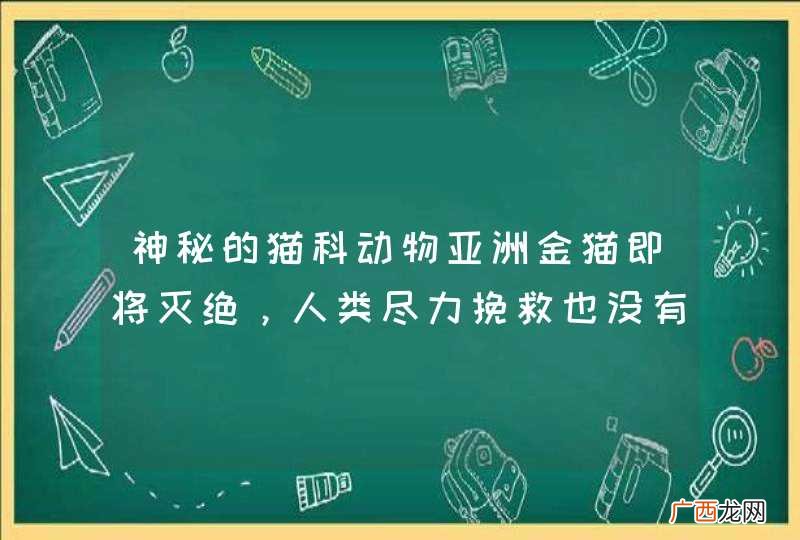 神秘的猫科动物亚洲金猫即将灭绝，人类尽力挽救也没有用，这是为什么？