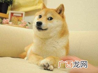 doge什么意思,doge是褒义词吗？