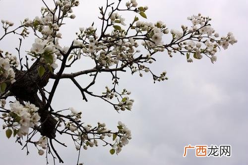 梨花是什么季节开的,梨花开花的季节在什么时候？