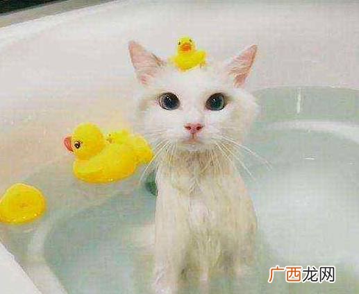 猫一般多久洗一次澡,猫多久洗一次澡猫咪一般多久洗一次澡比较合适？