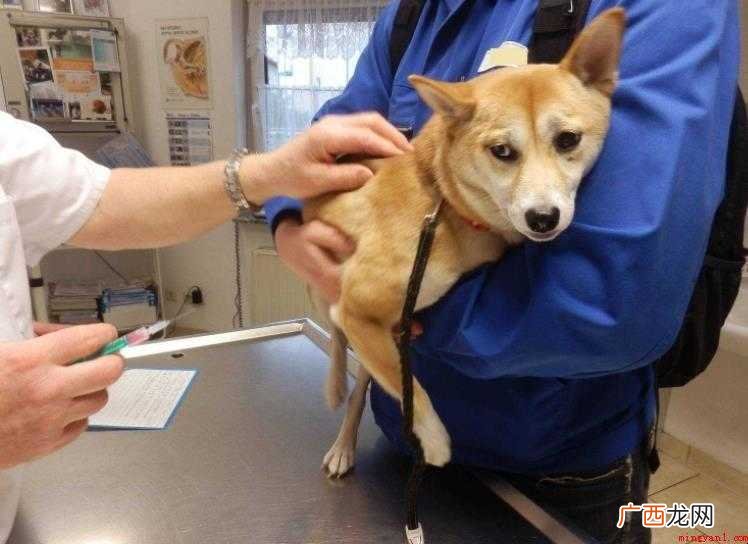 狗狗大了还能打疫苗吗