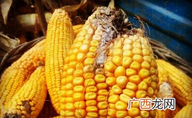 玉米发黄怎么办,玉米黄发怎么办？