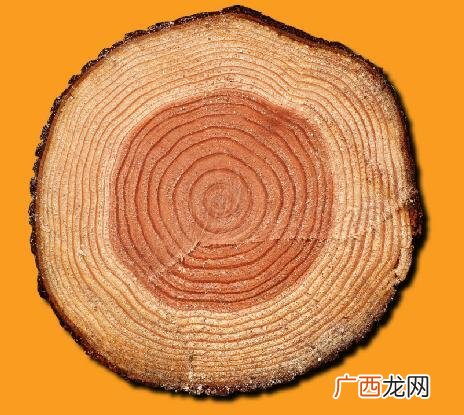 树木的年轮是怎样产生的,树的年轮是怎么长出来的，是刚好一年一圈吗？