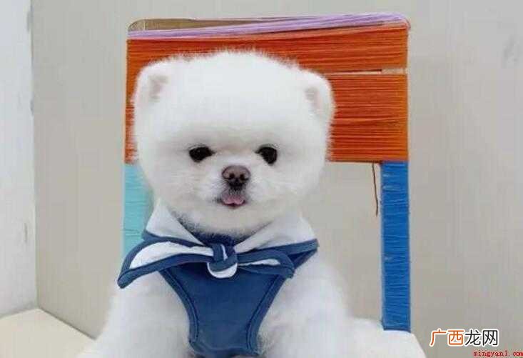 狗狗打疫苗前要空腹吗