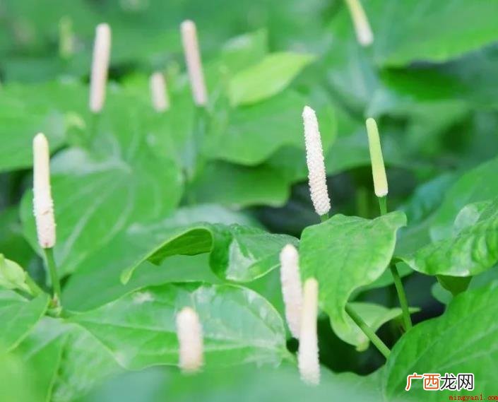 细小的近义词是什么呢? 细小的近义词是什么