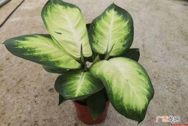 万年青植物可以净化甲醛吗? 万年青植物可以净化甲醛吗