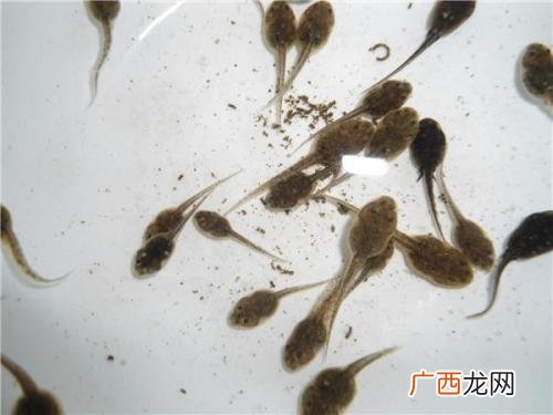 小蝌蚪吃什么食物,小蝌蚪靠吃什么长大的?