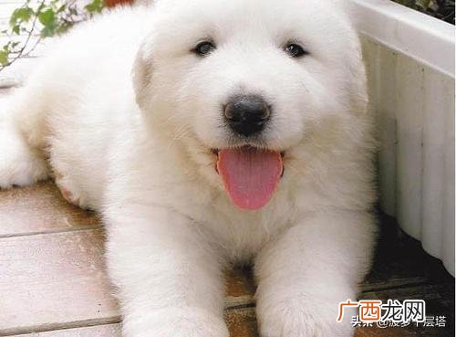 白熊犬几个月能长成成犬,如何预测大白熊幼犬长大后体型？