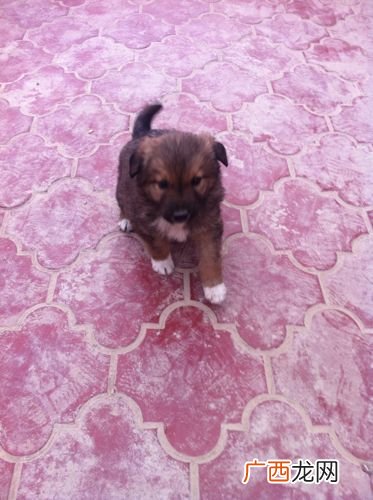 白熊犬几个月能长成成犬,如何预测大白熊幼犬长大后体型？