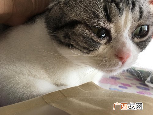 猫泪痕是什么问题,小猫咪怎么爱流泪呢？喝奶的小猫泪痕重，喝奶粉的猫咪泪痕深，这是为什么？怎么办？