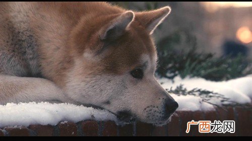 《忠犬八公的故事》观后感800字,用英文介绍电影《忠犬八公的故事》50词8年级水平？