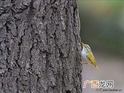 蜉蝣撼大树的故事及注释,成语蚍蜉撼树？