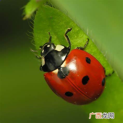 七星瓢虫吃什么,七星瓢虫喜欢什么？