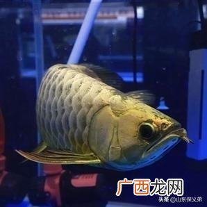 龙鱼怎么养,黄金龙鱼的养殖方法？
