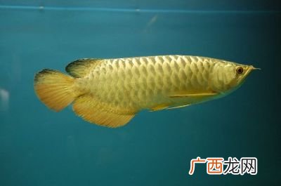 龙鱼怎么养,黄金龙鱼的养殖方法？