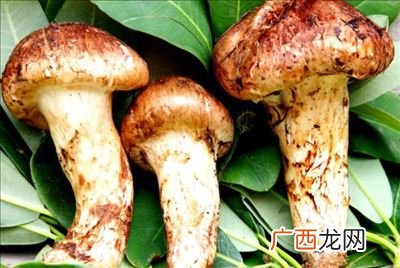 新鲜松茸的做法,刚采摘的泰山松蘑怎么吃？