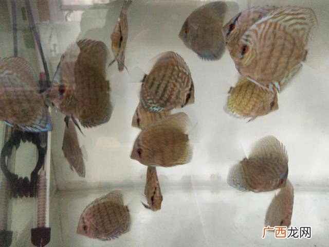 鱼缸里的水质怎么软化,鱼缸碱性高怎么办？