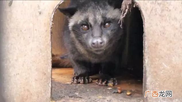 麝香猫的生命抗争,鱼是怎么发现饵料的，一般人还真不知道？