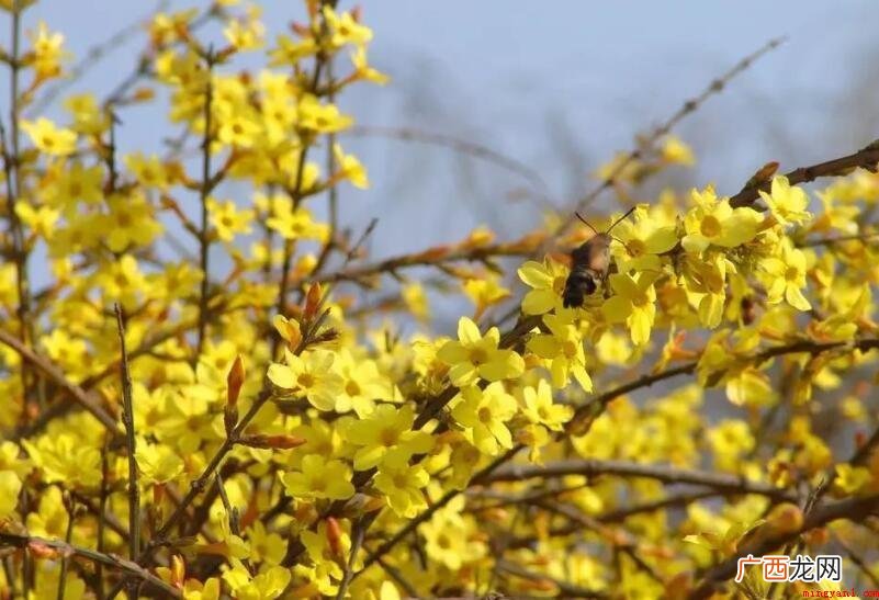 迎春花与红梅花、水仙花和茶花 迎春花长什么样
