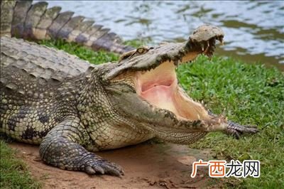 鳄鱼是什么动物,鳄鱼是草食型动物还是肉食型动物?