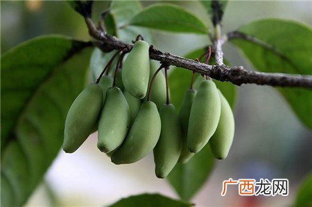 桂花结什么果,结籽桂花有几种？