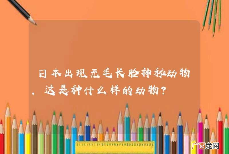日本出现无毛长脸神秘动物，这是种什么样的动物？