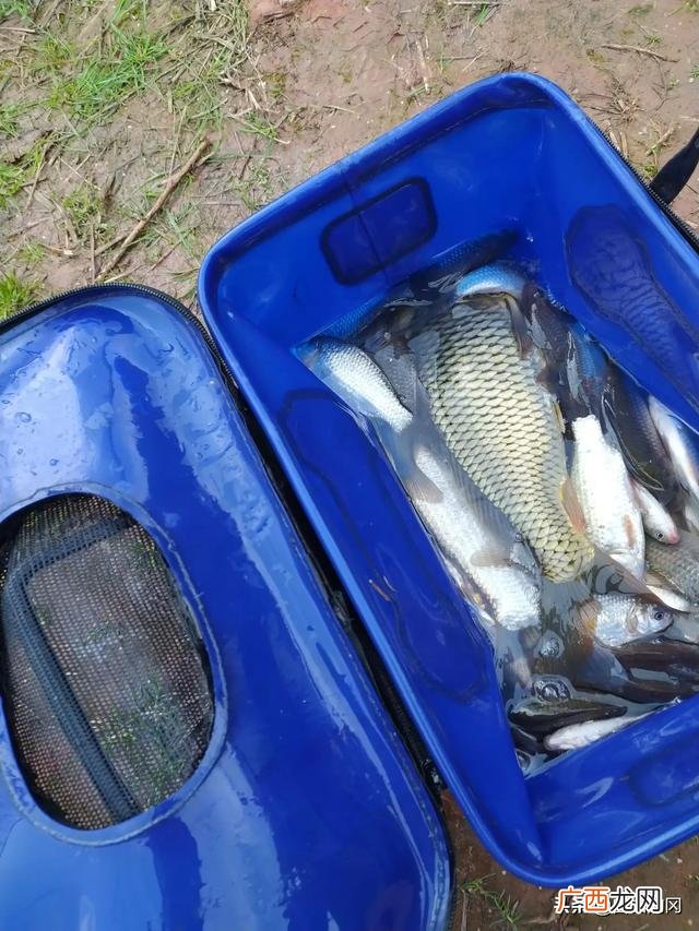 钓鱼方法大全,用什么钓鱼最容易钓到鱼？