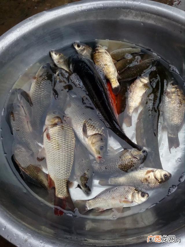 钓鱼方法大全,用什么钓鱼最容易钓到鱼？
