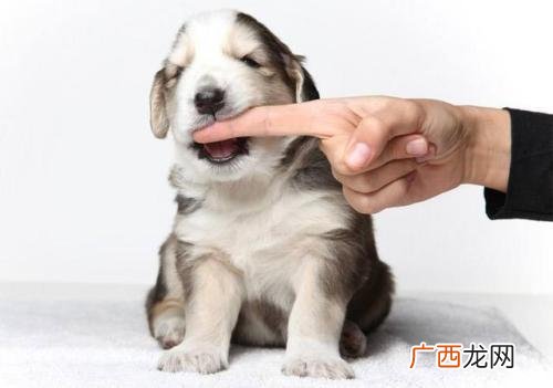 狗狗咬人怎么办,小狗咬人行为纠正方法？
