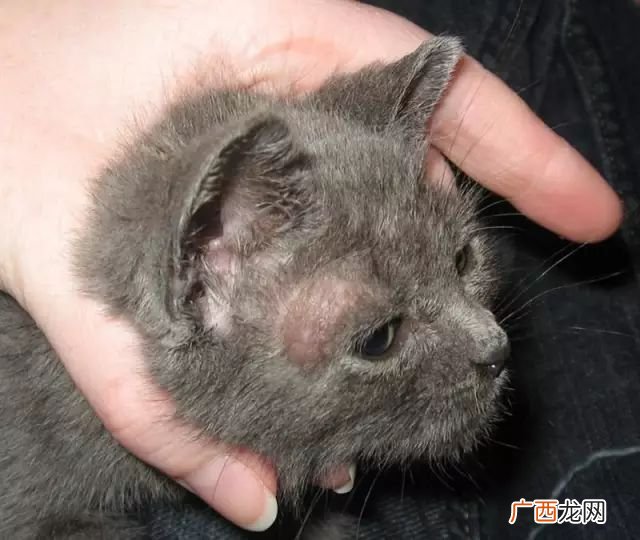 猫癣是什么样的,家里养的宠物猫为什么总喜欢到处蹭来蹭去?