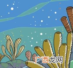 海绵是动物还是植物,自然界中的海绵属于哪种生物类群？